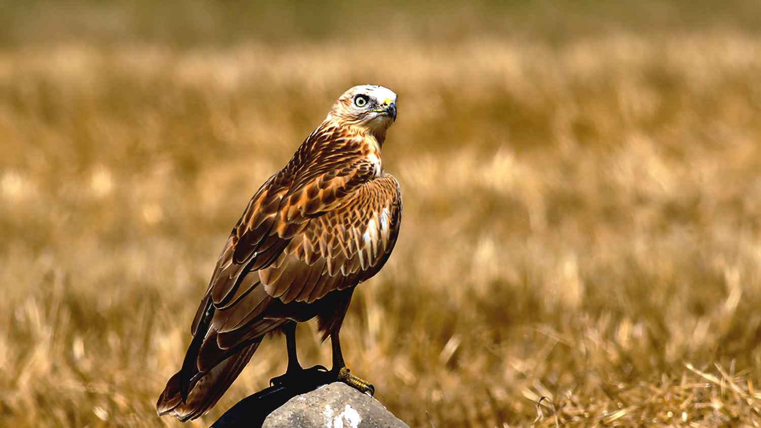 Long-legged Buzzard